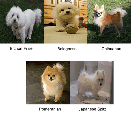 tiny fluffy dog breeds